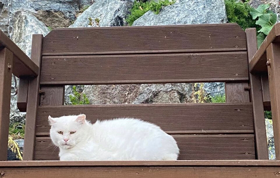 스님이 동물을 보살핀다는 소식이 전해지자 유기도 늘어났다. 관음사 프로젝트 제공