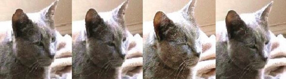 고양이 윙크의 과정. 눈을 가늘게 한 뒤 잠깐 감은 뒤 뜬다. 태스민 험프리 외 (2020) ‘사이언티픽 리포트’ 제공