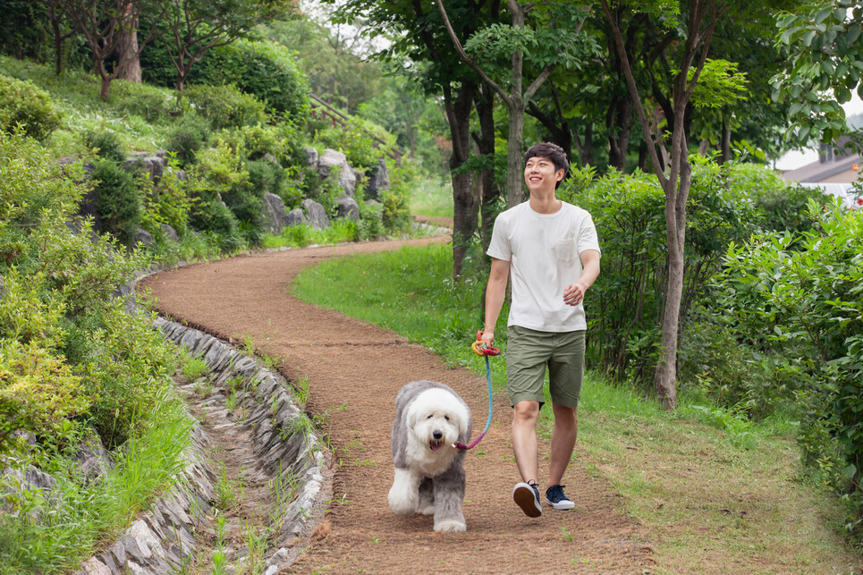 개와의 산책은 개뿐 아니라 사람의 건강에도 큰 도움이 된다. 정기적인 걷기가 육체 활동을 늘리고 고립감을 해소하기 때문이다. 게티이미지뱅크