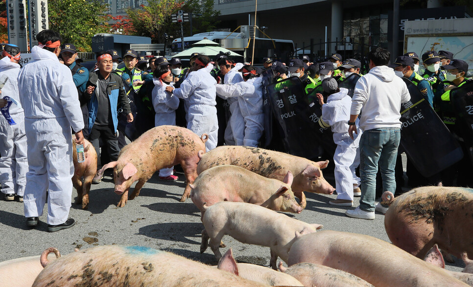 아프리카돼지열병 방역 조처로 잔반 사료가 금지되자, 지난해 10월 농민들이 세종시 정부세종청사 농식품부 앞에 돼지들을 풀고 항의하고 있다. 연합뉴스