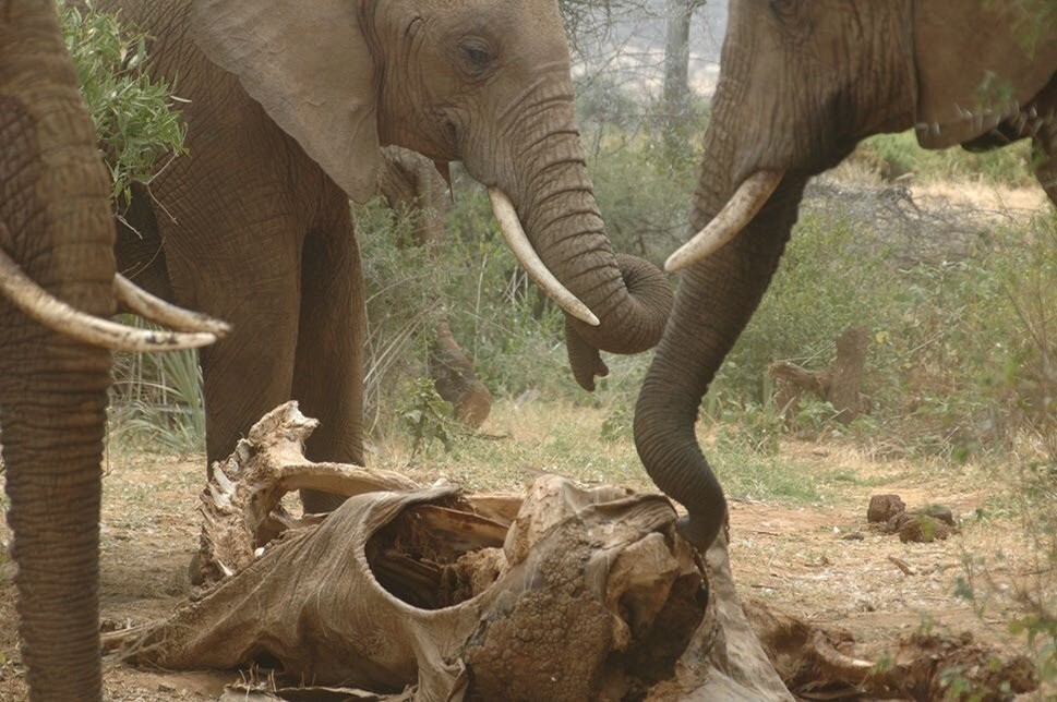 빅토리아와 인척 관계가 없는 코끼리들이 두개골을 조사하고 있다. 밀렵꾼을 막기 위해 상아는 잘라냈고 청소동물이 사체를 대부분 먹은 뒤의 상태이다. 골드버그 외 (2019) ‘영장류’ 제공.