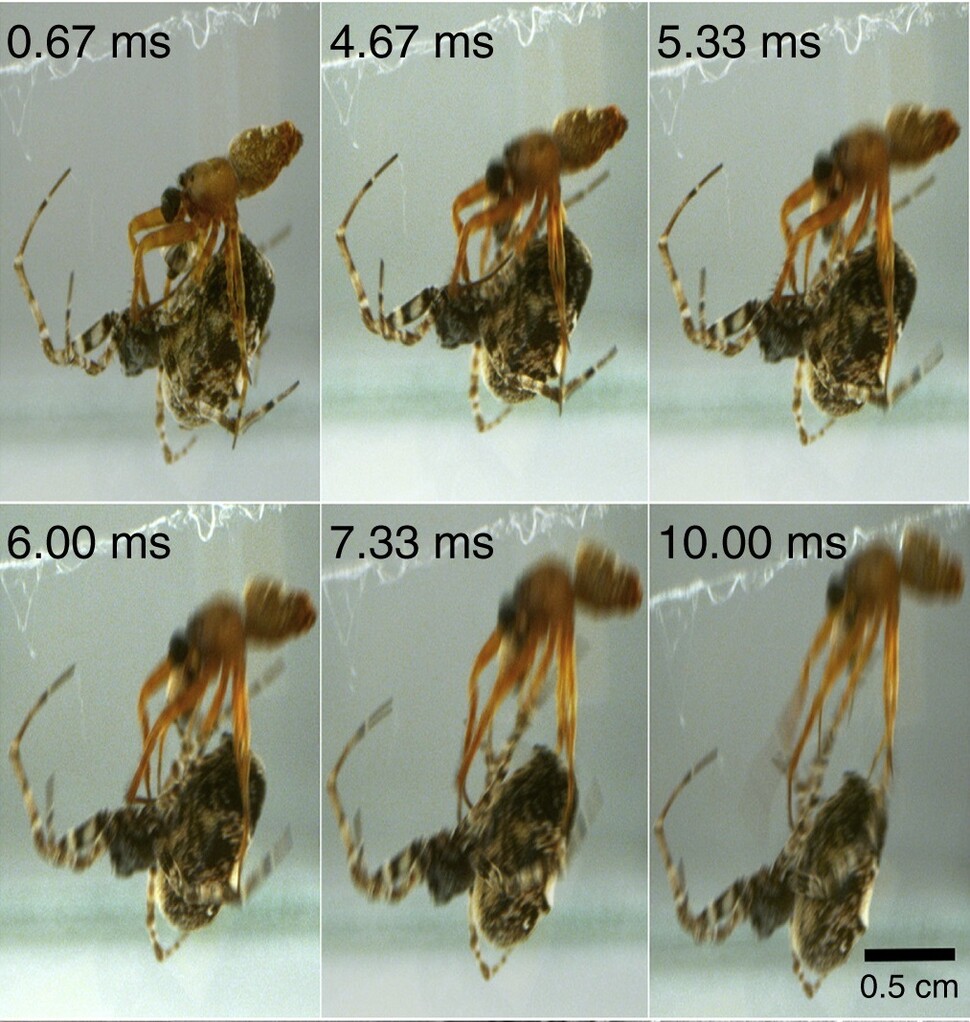 초고속 촬영한 왕관응달거미 수컷의 탈출 모습. 장 시창 외 (2022) ‘커런트 바이올로지’ 제공