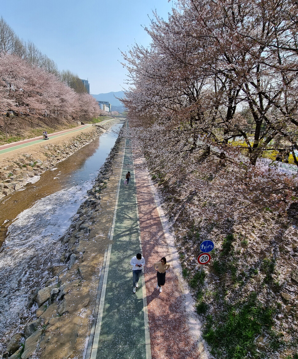 3일 오후 서울 서초구 양재시민의숲 산책길에 벚꽃이 떨어지고 있다. 윤운식 선임기자 yws@hani.co.kr