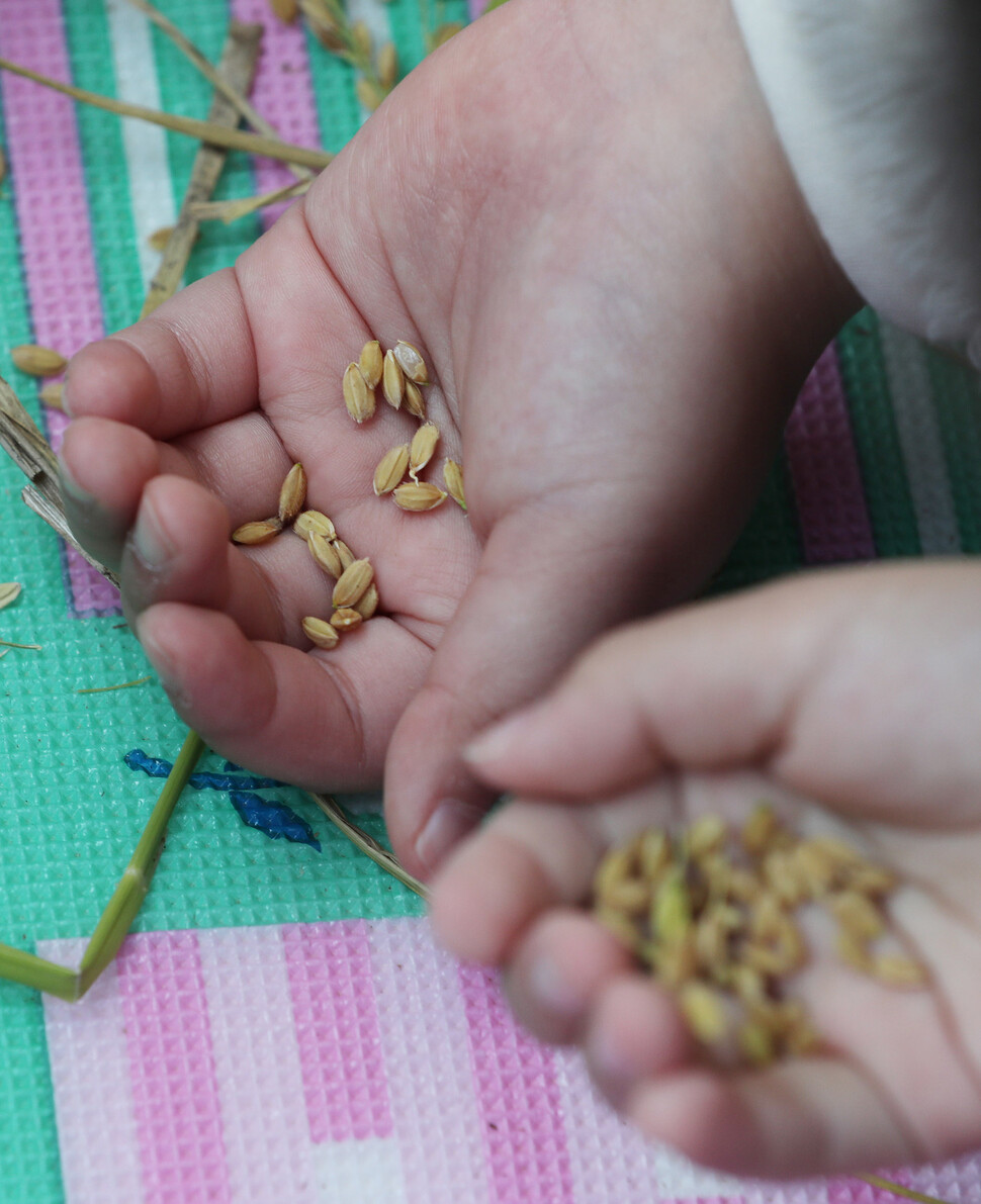 어린이들이 직접 수확한 낟알을 만져보고 있다. 신소영 기자