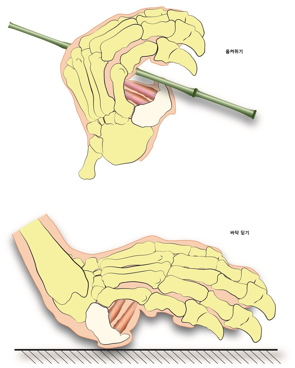 판다의 ‘가짜 엄지’(옅은 색) 기능. 연결된 근육의 힘으로 대나무를 단단히 움켜쥐기도 하고 이동할 때 평평한 밑바닥으로 체중을 지탱하기도 한다. 로스앤젤레스 카운티 자연사박물관 제공.