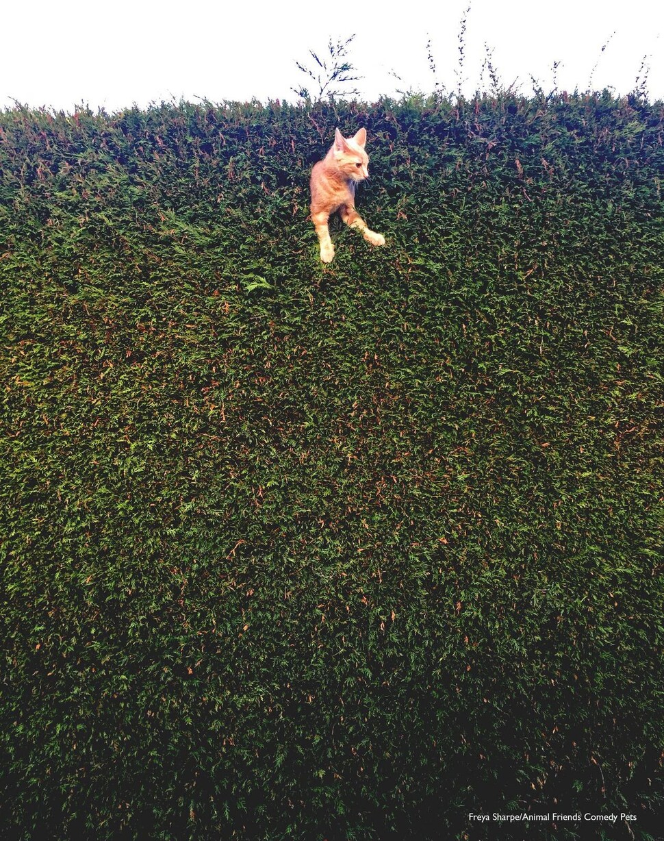 청소년 우수상 부문 수상작 ‘울타리에 박힌 고양이 잭’(Jack the Cat stuck in the hedge).사진전 제공