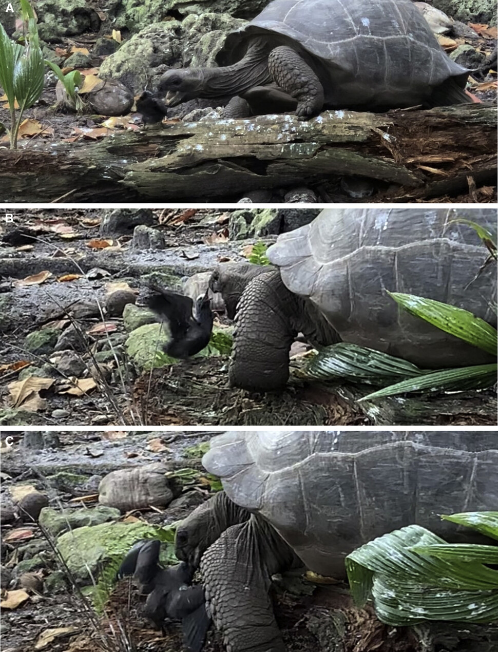 땅에 떨어진 제비갈매기 새끼는 거북이 다가와도 나무를 떠나지 않는다(A). 거북의 공격에 날개를 치고 부리로 쪼며 맞서지만(B) 끝내 거북의 먹이가 된다(C). 애너 조라 외 (2021) ‘커런스 바이올로지’ 제공.