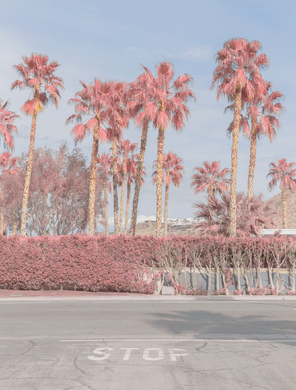 ⓒ Teresa Freitas, Subject Matter Art, and Artémios/CCOC -Pink Palm Springs III, 2018 ⓒ Teresa Freitas, Subject Matter Art, and Artémios/CCOC -Pink Palm Springs III, 2018