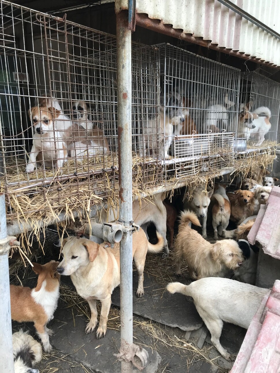 보호소 내부 케이지에서는 자체 번식으로 태어난 것으로 보이는 어린 강아지들도 여럿 눈에 띄었다.