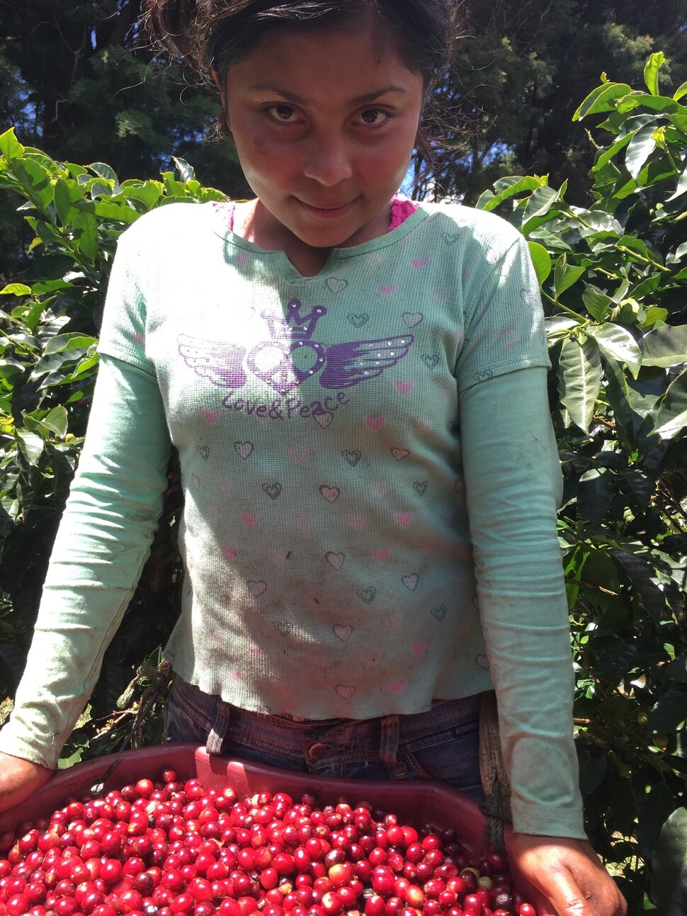 계절노동자로 건너와 코스타리카 커피 농장에서 커피를 수확하는 니카라과 출신 노동자. 서필훈 제공