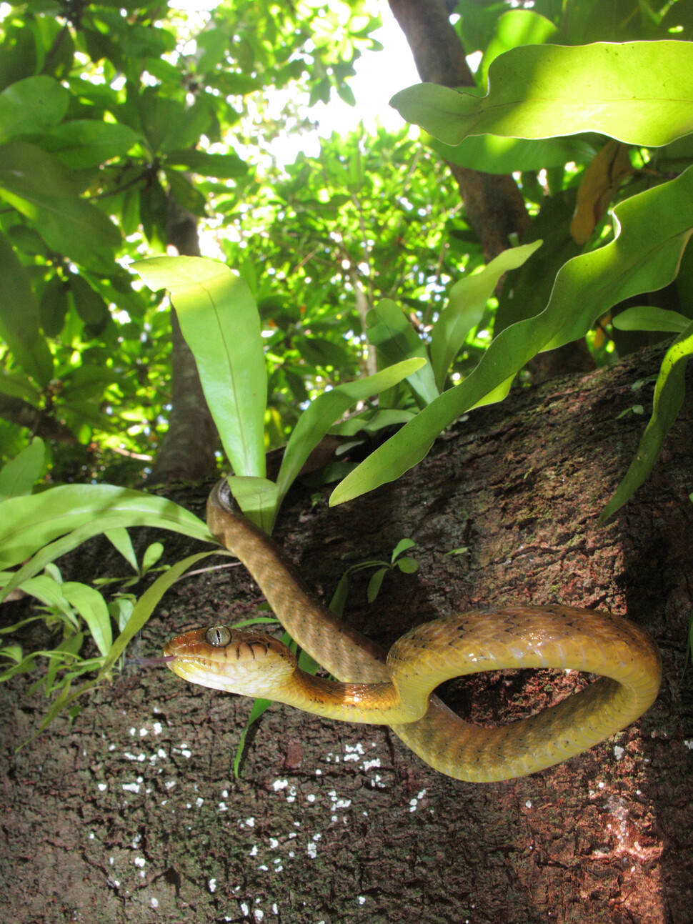 갈색나무뱀은 나무 타는 선수이다. 작은 돌기라도 있으면 기어오르고 매끈한 수직 줄기도 타고 오른다. 비외른 라르드너, 미국 지질조사국 제공.