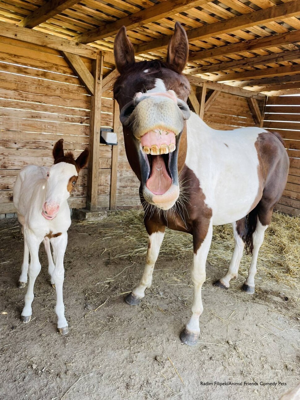 말 부문 우수상에 선정된 ‘행복한 말들’(Happay Horses). 태어난 지 3일된 망아지와 어미 말의 미소를 포착했다. 사진전 제공