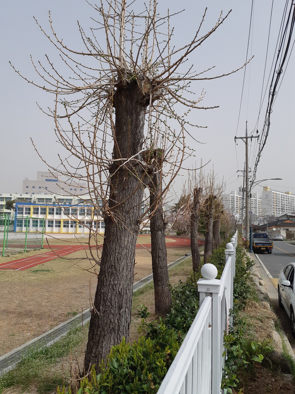 경남지역 한 중학교 운동장 가장자리에 있는 은행나무. 두목치기로 인해 잎은 물론 줄기까지 모두 잘려나간 채 둥치만 남아 있다. 올 초 부산대 김동필 조경학과 교수가 찍었다. 김동필 교수 제공