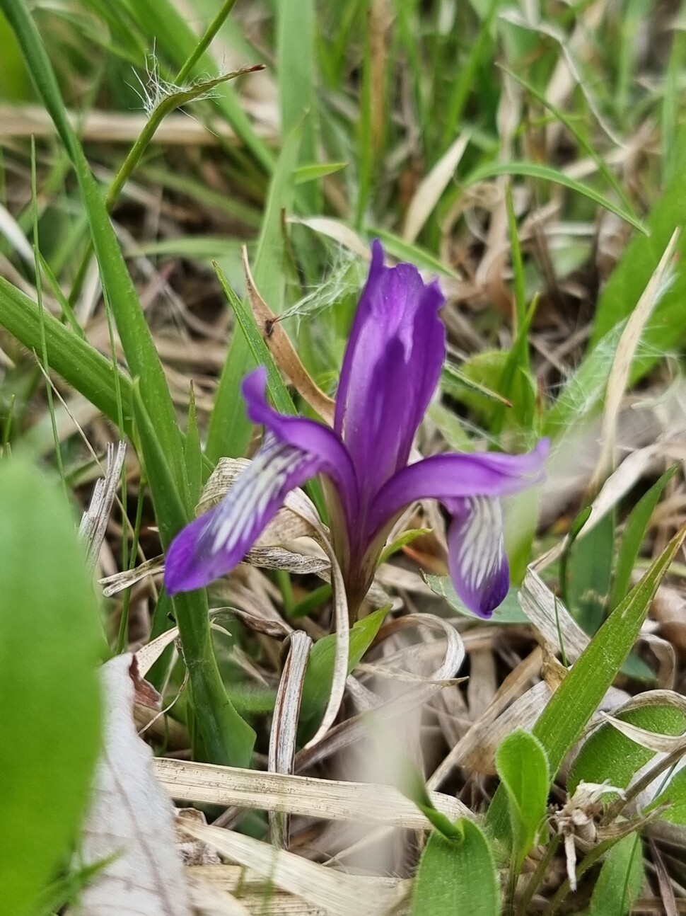 충북 청주의 한 야산에서 발견된 솔붓꽃. 충북산림환경연구소 제공