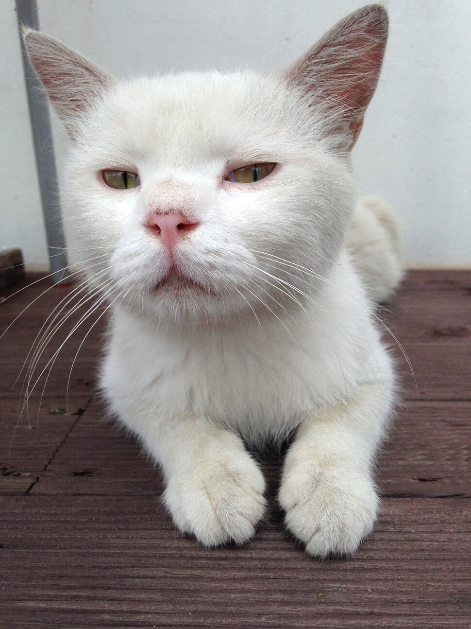 길고양이 시절의 히끄. 털에 때가 타 꼬질꼬질하다. 길 위의 또 다른 히끄들을 위해 기부가 필요하다.