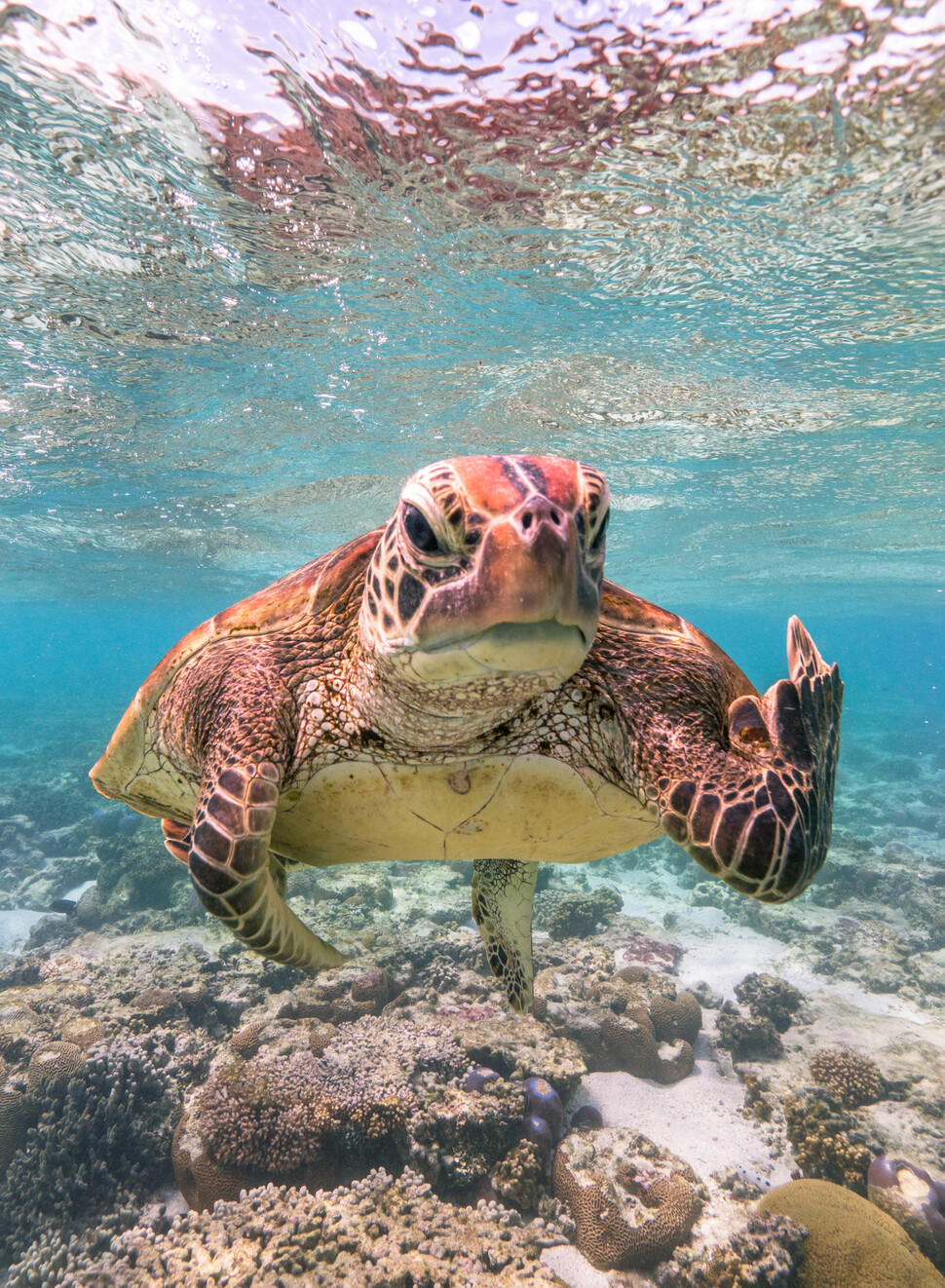 © Mark Fitzpatrick/The Comedy Wildlife Photography Awards 2020