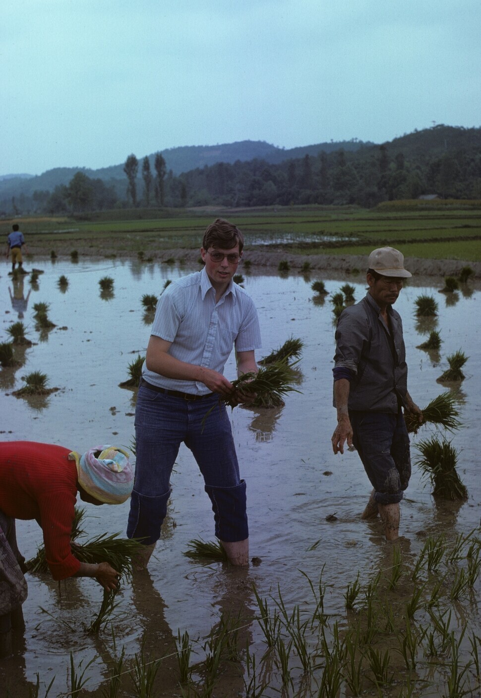 스티븐 쉴즈 영국 왕립 아시아학회 한국지부 회장이 찍은 1970년대 청주지역 모내기. 청주기록원 제공