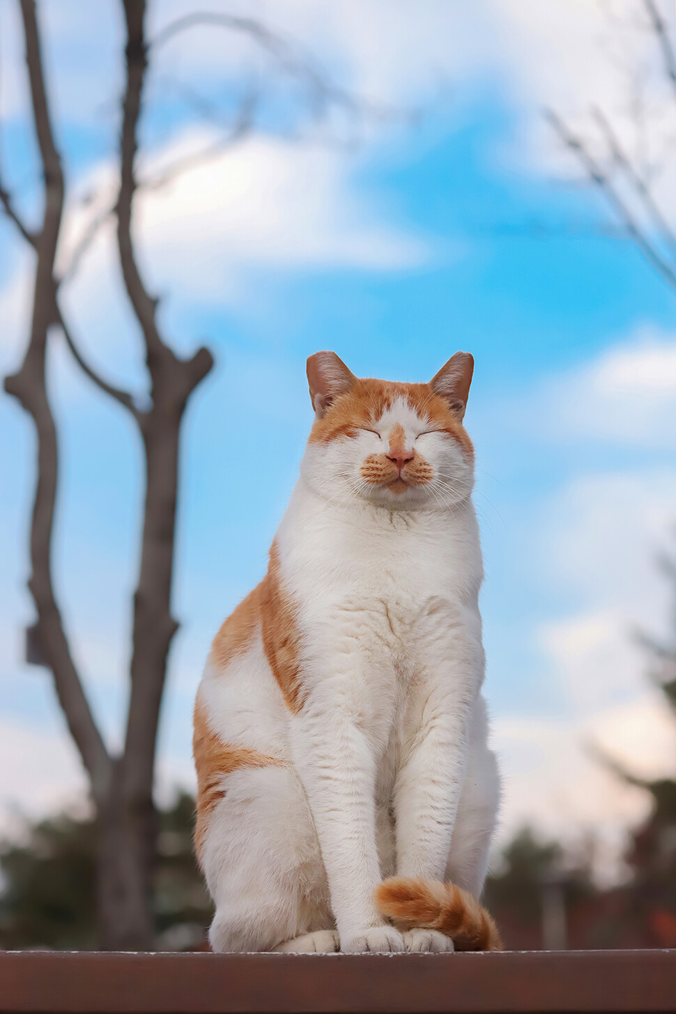 지은이를 길고양이 작가로 이끈 고양이 ‘뽀또’. 야옹서가 제공