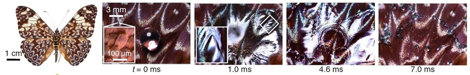 나비 날개에 떨어진 빗방울의 첫 1000분의 7초 동안 모습. 왼쪽부터 날개에 떨어진 물방울, 나노구조 비늘에 의해 퍼져 나가는 모습, 미세 굴곡 때문에 곳곳에서 풍선처럼 부풀어오르는 모습, 터져 작은 물방울로 부서진 모습. 김승호 외 (2020) ‘PNAS’ 제공