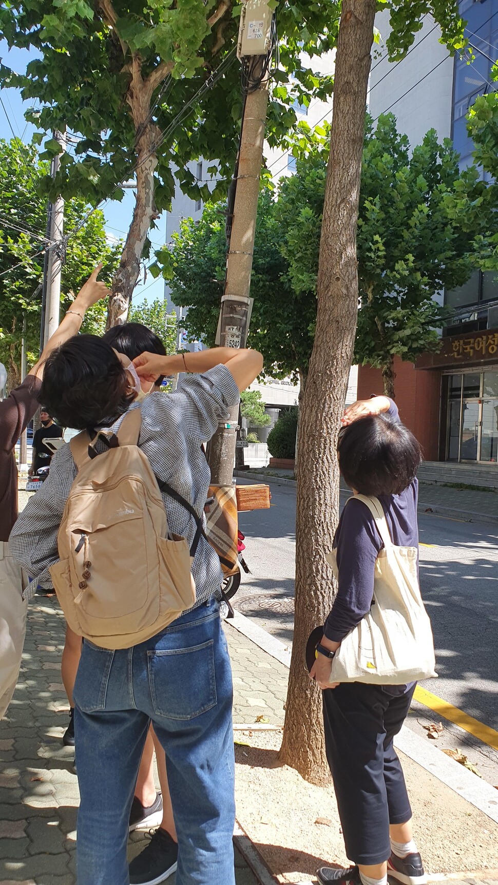 지난 15일 오전 서울 마포구 서교동 한 거리에서 이뤄진 ‘가로수 학교 모니터링단’ 현장수업에서 가로수의 생육상태를 관찰하고 있다.