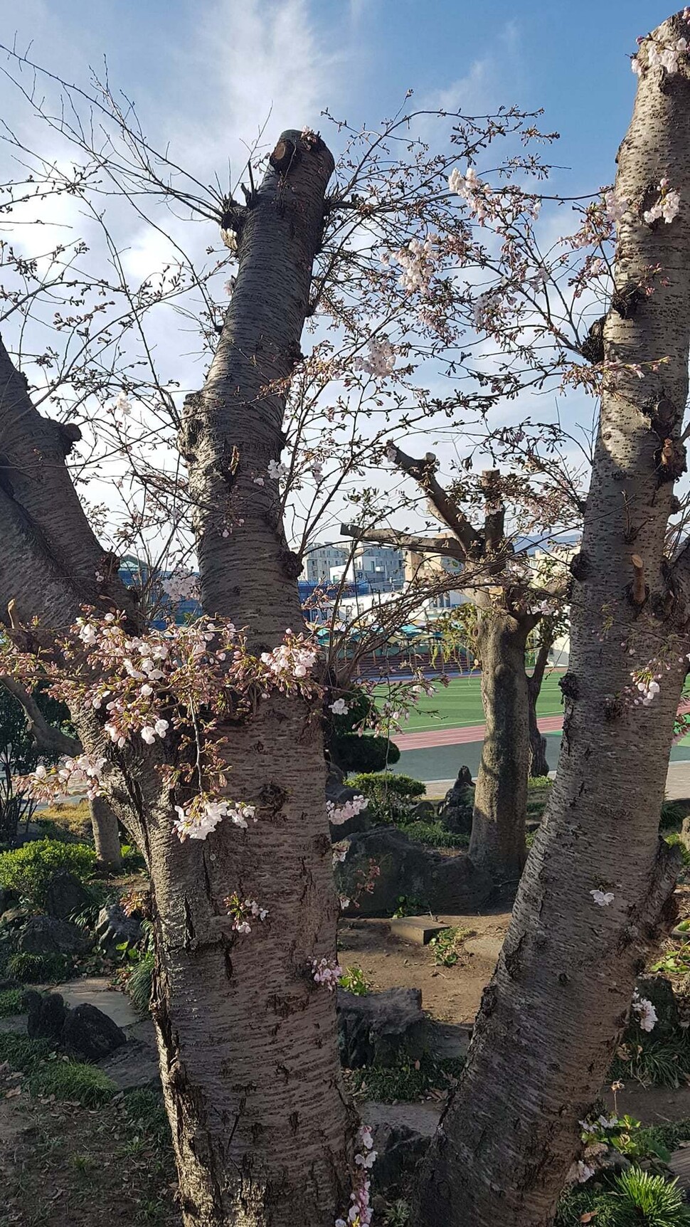 제주도의 한 초등학교 나무. 가로수를 아끼는 사람들 제공.