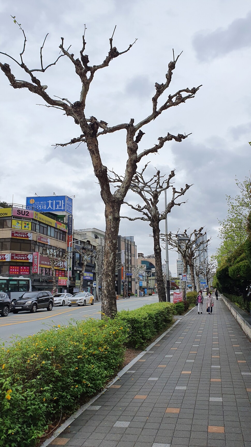 14일 충북도청 앞 버즘나무 가로수. 청주시가 진행한 가지치기로 앙상한 모습이다.
