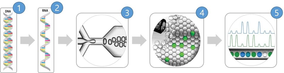 코로나19 바이러스 유전자 표준물질 제조 과정. ① 코로나19 바이러스 유전자 염기서열을 가진 주형 DNA ② DNA를 RNA로 전사 ③ 약 1만개의 작은 방울로 PCR 반응용액 분획획, RNA를 DNA로 역전사 ④ 역전사 된 DNA를 주형으로 중합효소연쇄반응, 특정 염기서열을 가진 DNA가 존재하는 구획이 형광을 냄 ⑤ 구획별로 형광값을 1, 0 디지털로 나눠 읽어 반응에 포함된 특정 염기서열 RNA 개수를 통계적으로 계산. 이를 이용해 표준물질 안 특정 염기서열 RNA 복제 개수 농도를 기준값으로 부여. 표준연 제공