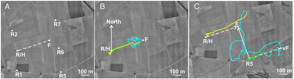 실험 배치도(A) 레이더와 벌통(R/H), 먹이(F). 정상적인 꿀벌이 8자 춤을 보고 먹이를 찾아간 궤적(B). 초록 세모는 출발점, 노랑 세모는 비행 종착점을 가리킨다. 벌통에서 수백m 떨어진 곳(R5)에 풀어놓은 꿀벌의 궤적(C). 처음엔 8자 춤의 지시대로 갔다가 지형을 보고 먹이로 향한다. 왕 외 (2023) ‘PNAS’ 제공.