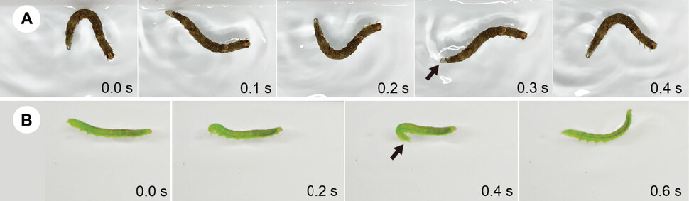 애벌레가 물 표면에서 헤엄치는 2가지 방식. 뱀처럼 좌우로 구불거리며 진행하는가(A) 하면 평영을 하듯 배를 위아래로 구부렸다 펴는 탄력으로 헤엄치기도 한다(B). 하야시 외 (2021) ‘피어 제이’ 제공.