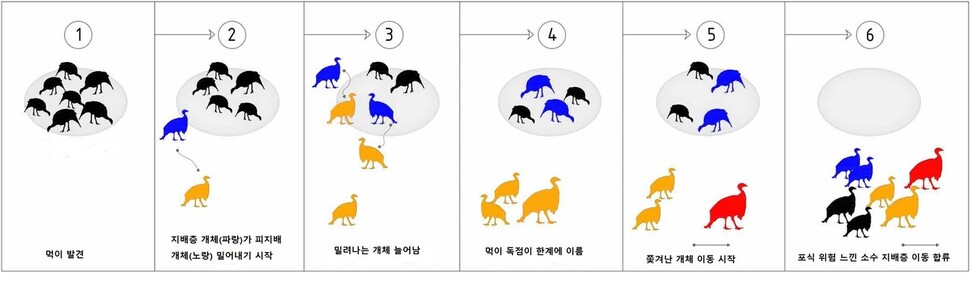 약자에 의한 강자 견제 과정. 한 곳에 몰려있는 먹이를 발견한다(1). 무리가 몰려 먹지만 곧 지배자가 곁의 약자를 밀어낸다(2). 밀려난 개체가 늘어난다(3). 어떤 한도에 이르면(4) 밀려난 약자들이 이동을 시작하고(5) 아직 먹이가 남아있는데도 지배층도 밀어낸 약자를 따라 이동에 동참한다(6). 다나이 파파기오르규 외 (2020) ‘사이언스 어드밴시스’ 제공.