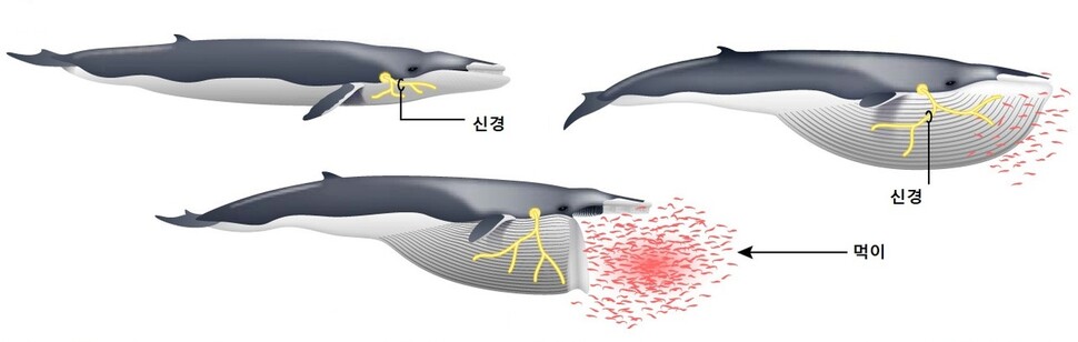 수염고래의 사냥법. 입을 90도 각도로 벌린 채 전속력으로 크릴 떼를 향해 돌진해 물과 함께 입에 머금은 뒤 크릴만 걸러 삼킨다. 로버트 섀드윅 외 (2019) ‘생리학’ 제공.