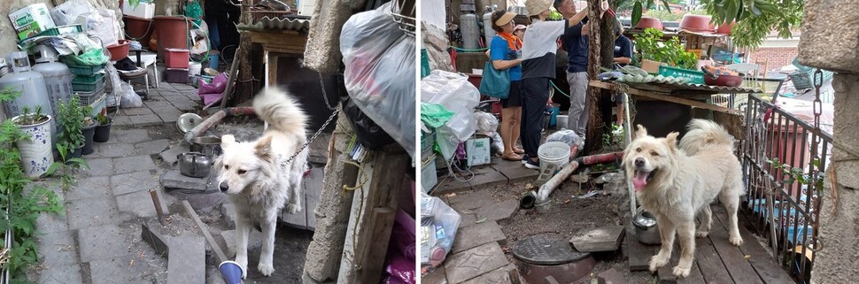 지난 30일 서울시 노원구 반짝봉사단이 노원구 상계동 재개발 정비구역을 찾아 마당개 환경 개선 자원봉사를 벌였다. 몸을 돌리기도 어려운 짧은 목줄에 묶여 있던 개 ‘호두’(왼쪽)와 와이어 목줄을 설치 중인 봉사단(오른쪽). 반짝봉사단 제공 ※ 이미지를 누르면 크게 볼 수 있습니다.