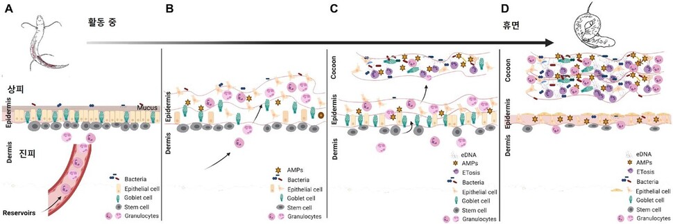 폐어의 살아있는 항균 보호막 형성 과정. 활동 중인 폐어(A). 휴면기에 접어들면 몸속에서 점점 더 많은 과립구가 진피와 상피층을 침투해 피부 조직이 느슨해지고 염증이 일어난다(B). 염증이 일어난 상피층이 떨어져 나가 보호막을 형성하기 시작한다(C). 보호막에는 다량의 과립구가 들어있는데 이들은 세균 증가에 대응해 ‘세포 밖 덫’을 만든다.  보호막에 항균 펩타이드(AMP)가 형성된다. 줄기세포가 상피조직을 재생하기 시작한다. 염증 상태는 유지된다. 휴면이 본격화하면서 여러 층의 피부가 분리돼 보호막을 형성한다(D). 라이언 다비 헤임로스 외 (2021) ‘사이언스 어드밴시스’ 제공.