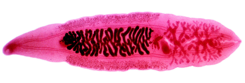 포유동물의 장내 기생충인 간흡충(간디스토마). 위키미디어 코먼스 제공.