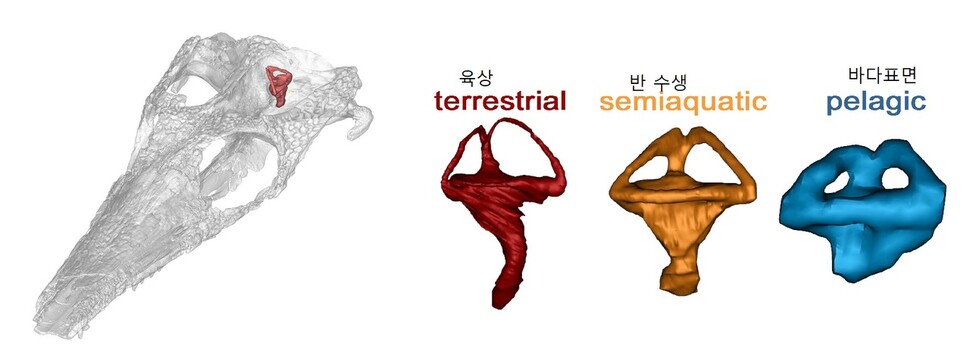 고대 악어의 머리뼈와 내이(붉은색)(왼쪽). 이 악어의 내이 진화 과정(오른쪽). 육상에서 차츰 바다환경에 적응해 변화한 모습이다. 줄리아 슈워브 제공.