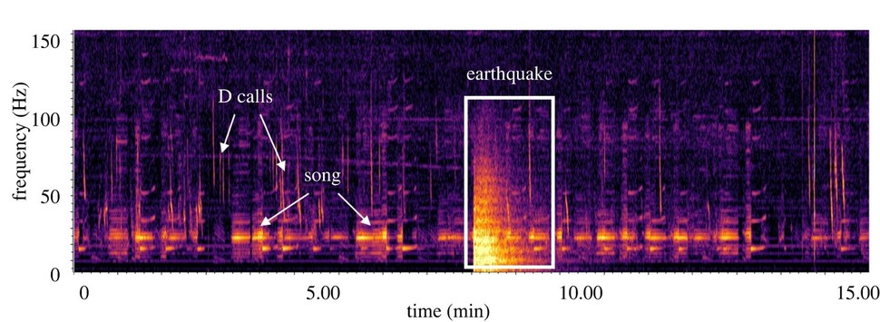 대왕고래가 먹이활동 때 내는 신호(D call)와 수컷이 암컷을 향해 부르는 노래(song)는 지진(네모)이 와도 크기와 빈도가 변함없이 계속됐다. 돈 발로 외 (2022) ‘왕립학회 공개과학’ 제공.