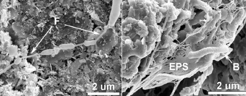 이베룰라이트 입자에서 번성하는 세균. 왼쪽은 필라멘트를 형성한 모습이고 오른쪽은 생물막(EPS)를 만든 모습이다. ‘대기 연구’ 제공.