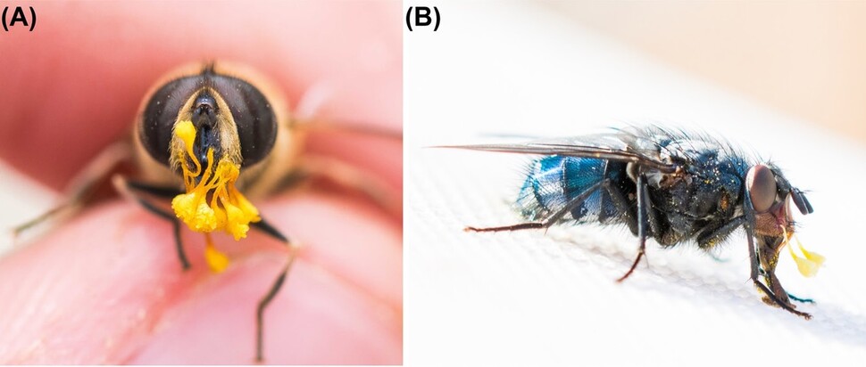 중동 난 꽃가루가 달린 꽃등에(A)와 검정파리(B). 대륙 간 가루받이를 보여준다. 윌 호크스 외 (2022) ‘에코그래피’ 제공.