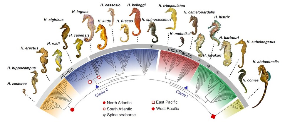 전 세계 해마의 계통도. 별 모양은 가시가 달린 해마가 독립적으로 4차례에 걸쳐 진화했음을 보여준다. 리 천인 외 (2021) ‘네이처 커뮤니케이션스’ 제공.