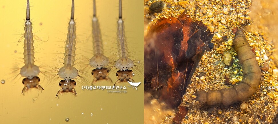 모기의 애벌레인 장구벌레(왼쪽)와 각다귀의 애벌레. 전혀 다른 것을 알 수 있다. 이강운 홀로세생태보존연구소장