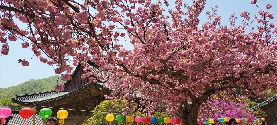 순천 선암사. 사진 원철 스님