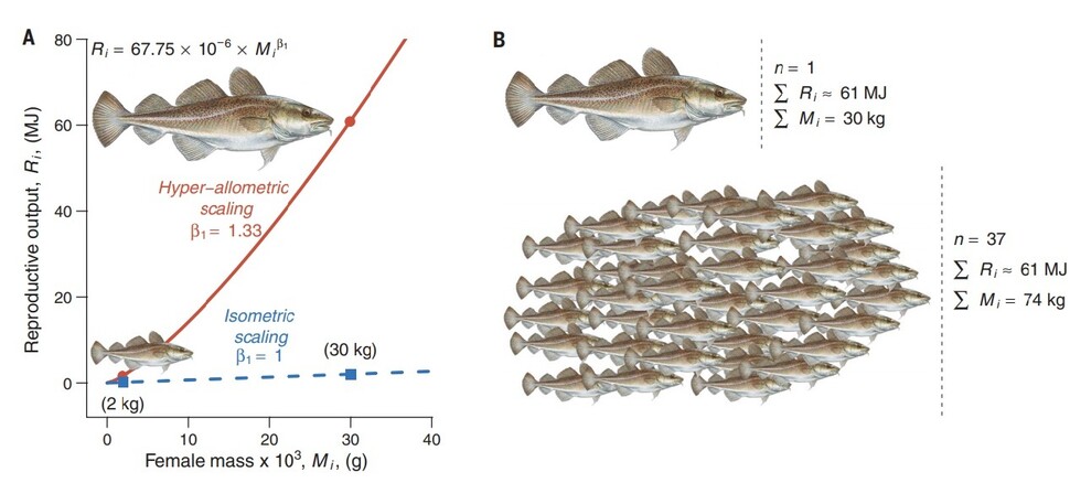 30㎏짜리 대형 대서양대구 암컷은 2㎏짜리 암컷 15마리가 아니라 28마리가 낳는 양의 알을 낳았다(A). 게다가 알 하나하나의 부피와 에너지양도 튼실해, 30㎏짜리 대구 암컷이 한 번에 낳은 알의 에너지 함량은 1㎏짜리 암컷 37마리의 알에 해당했다(B). 바르네체 외 ‘사이언스’ (2010) 제공.