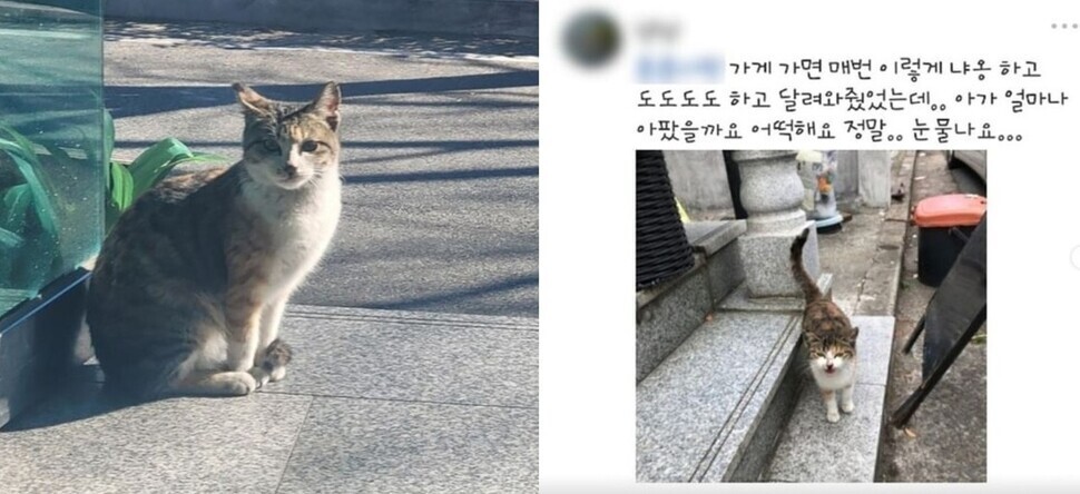 지난 2월 경남 창원에서 벌어진 고양이 두부 학대 사건은 학대 피의자에 대한 강력 처벌과 재발 방치 대책을 마련해달라는 국민의 청원 20만 여명에 달했다. 카라 제공