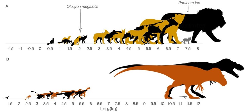 남아프리카 크루거 국립공원의 현생 육식동물은 크기별로 다양하게 분포한다(A). 그러나 캐나다 앨버타의 백악기 말 공룡 지층인 공룡 공원 층에서 발견된 육식공룡의 화석분포를 보면 중간 크기가 누락돼 있다. 슈뢰더 외 (2021) ‘사이언스’ 제공