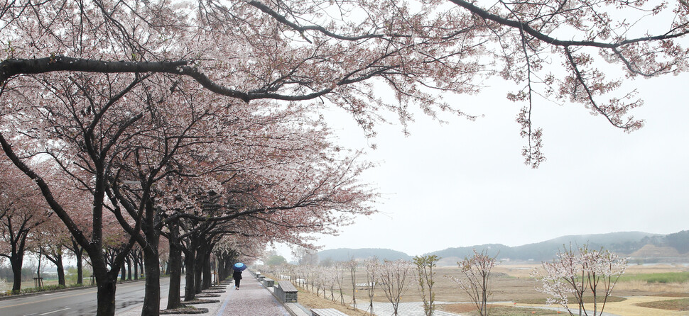 남대천 벚꽃길. 흐드러진 벚꽃이 장관을 이루지만 지난 4일 내린 비로 벚꽃잎이 많이 떨어졌다. 그래도 홀로 사색에 잠겨 걷기에 좋다.