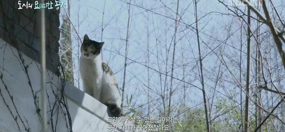 MBC 다큐멘터리 ‘도시의 묘한 동거’ 카메라에 포착됐던 비쥬의 모습. 화면 갈무리