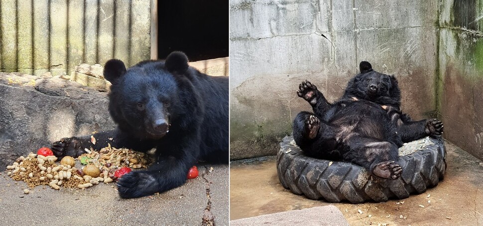 화천 곰들은 내년 경기도 고양시에 지어질 생크추어리 입주를 앞두고 있다. 카라·곰 보금자리 프로젝트 제공