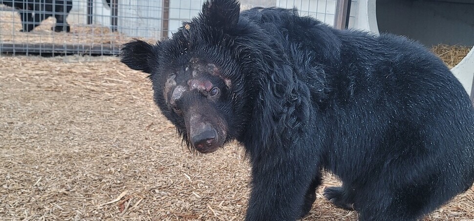 생크추어리에 입주 직후 곰의 모습. 지난 십여 년간을 뜬장에서 지내온 사육곰들은 탈모, 피부질환 등을 앓고 있었다. 동물자유연대 제공