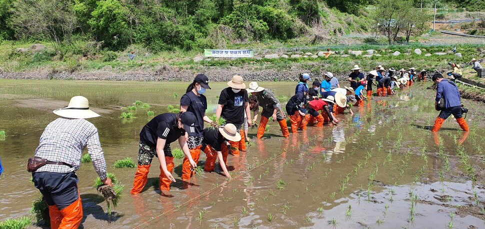 지난 5월7일 괴산군 소수면에서 진행된 올해 첫 모내기. ‘유기 농업군’을 앞세운 괴산군은 해마다 친환경 재배 면적을 늘려나가는 등 미래 농업 정책의 초점을 유기농 확산에 맞추고 있다.