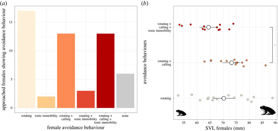 암컷 개구리들의 회피 행동(왼쪽)과 체격에 따른 회피행동 빈도. 몸 크기가 작을수록 복합적인 회피 행동이 나타났다. 캐롤린 디트리히/베를린 자연사박물관 제공